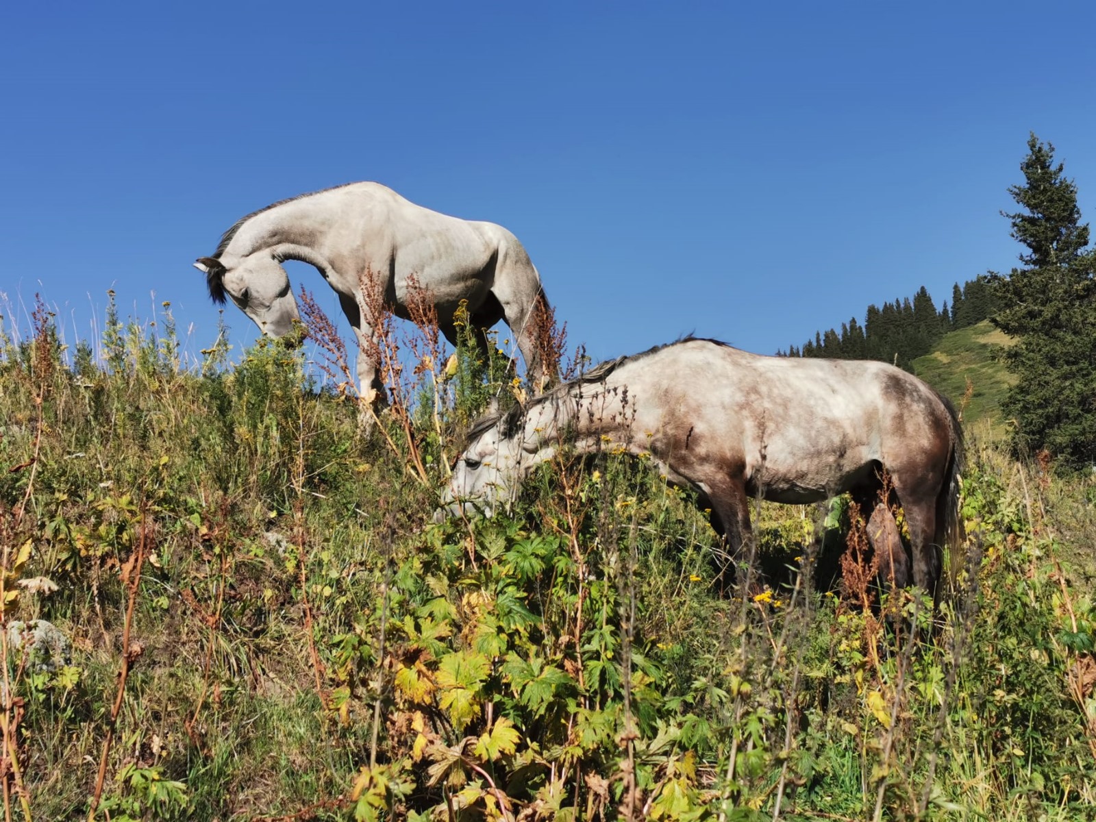 Deux chevaux gris dans un paysage de montagne